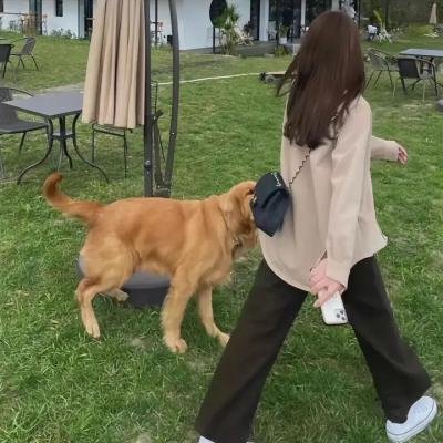 狄小肆之幽冥飞狼